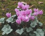 CYCLAMEN HEDERIFOLIUM